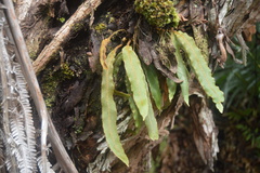 Elaphoglossum paleaceum