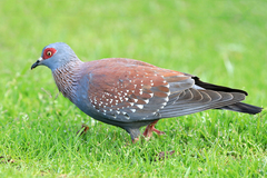 Columba guinea