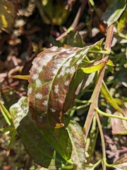Podosphaera clandestina