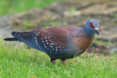 Columba guinea