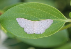 Idaea eretmopus