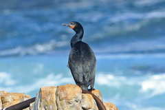 Phalacrocorax capensis