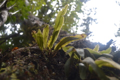 Elaphoglossum paleaceum