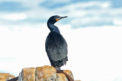 Phalacrocorax capensis