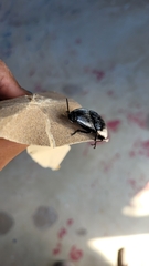 Chalcolepidius rugatus