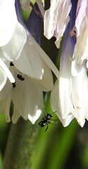 Tetragonula carbonaria