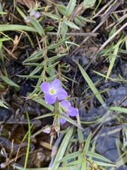 Veronica gracilis