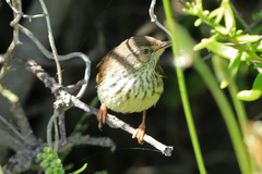 Prinia maculosa maculosa