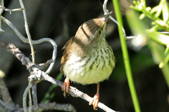 Prinia maculosa maculosa