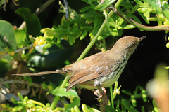 Prinia maculosa maculosa