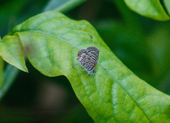 Leptotes delalande
