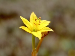 Bulbine semibarbata