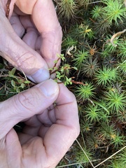 Calyptospora columnaris