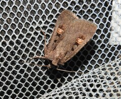 Adelphagrotis indeterminata