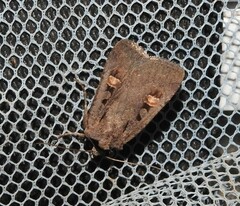 Adelphagrotis indeterminata