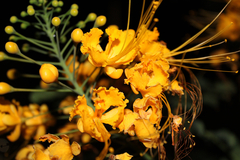 Caesalpinia pulcherrima flava