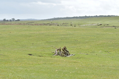 Olearia traversiorum