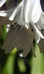 Tetragonula carbonaria