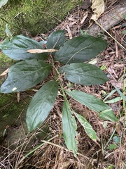 Zingiber kawagoii