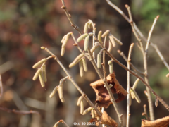 Corylus heterophylla
