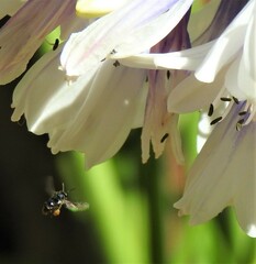 Tetragonula carbonaria