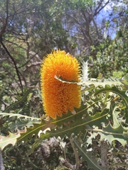 Banksia ashbyi