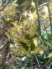Clematis foetida