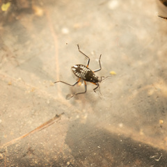 Gerromorpha