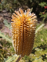 Banksia ashbyi