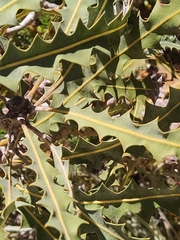 Banksia ashbyi