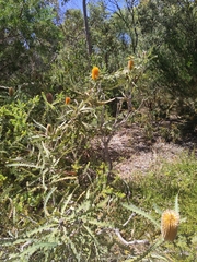 Banksia ashbyi