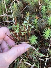 Calyptospora columnaris