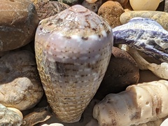 Conus coronatus