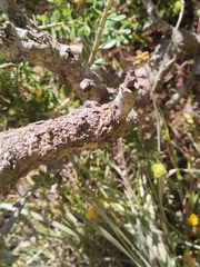 Banksia ashbyi