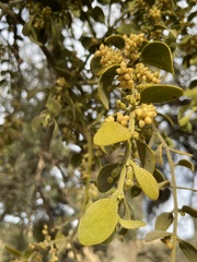 Phoradendron villosum