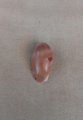 Lyncina vitellus