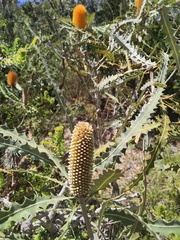 Banksia ashbyi