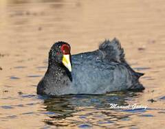 Fulica ardesiaca
