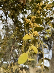 Phoradendron villosum