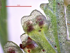 Hymenophyllum demissum