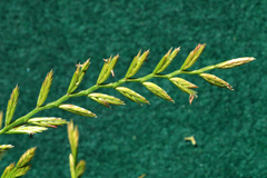 Lolium multiflorum