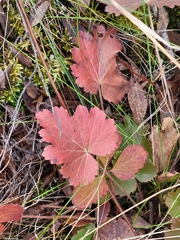 Heuchera richardsonii