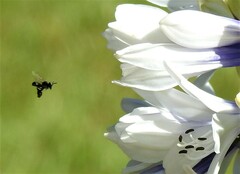 Tetragonula carbonaria