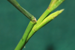 Lolium multiflorum