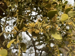 Phoradendron villosum