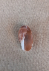 Lyncina vitellus