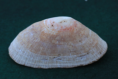Cymbula compressa