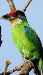 Psilopogon franklinii