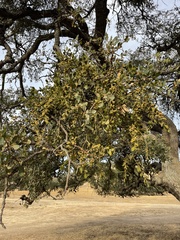 Phoradendron villosum