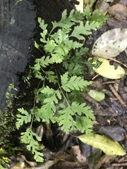 Pteris macilenta